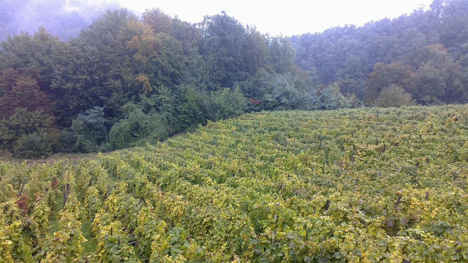 Rzędy winorośli i zalesione wzgórze w Hrvatsko Zagorje